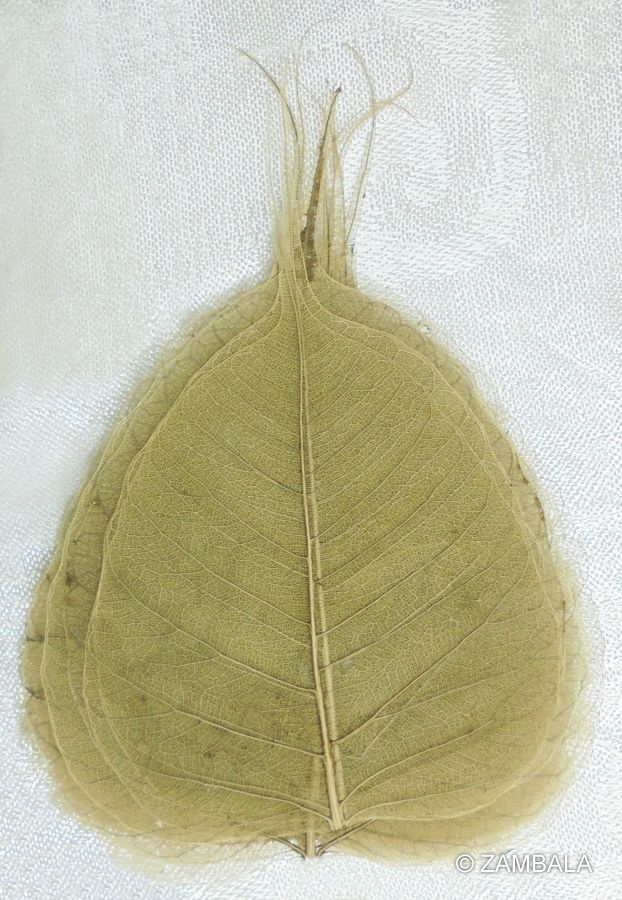 其它 印度菩提叶       产品编号:1669