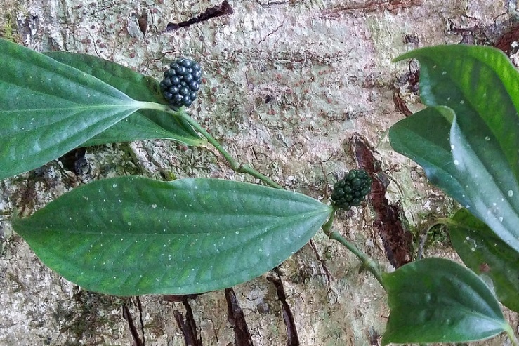 细芦子藤( 短蒟)